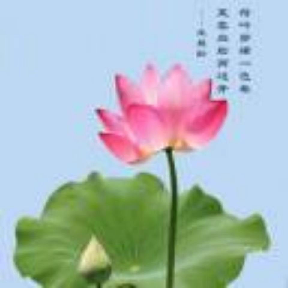 学员羚子