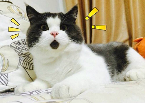 猫咪惊讶表情 猫咪惊讶表情